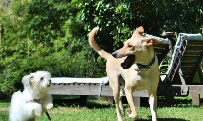 Conheça hotéis pet friendly próximos a São Paulo