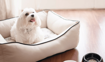 Descubra hotéis pet friendly no Rio de Janeiro