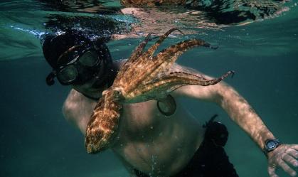 A incrível história do homem que fez amizade com um polvo