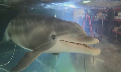 Empresa cria golfinho robô hiper-realista para substituir animais em aquário