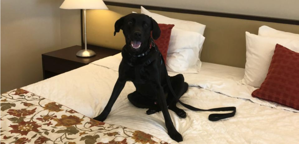 Hotéis do Rio de Janeiro