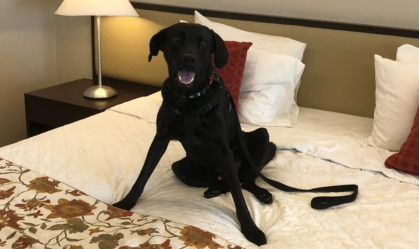 Hotéis do Rio de Janeiro ganham certificação para receber pets como hóspedes