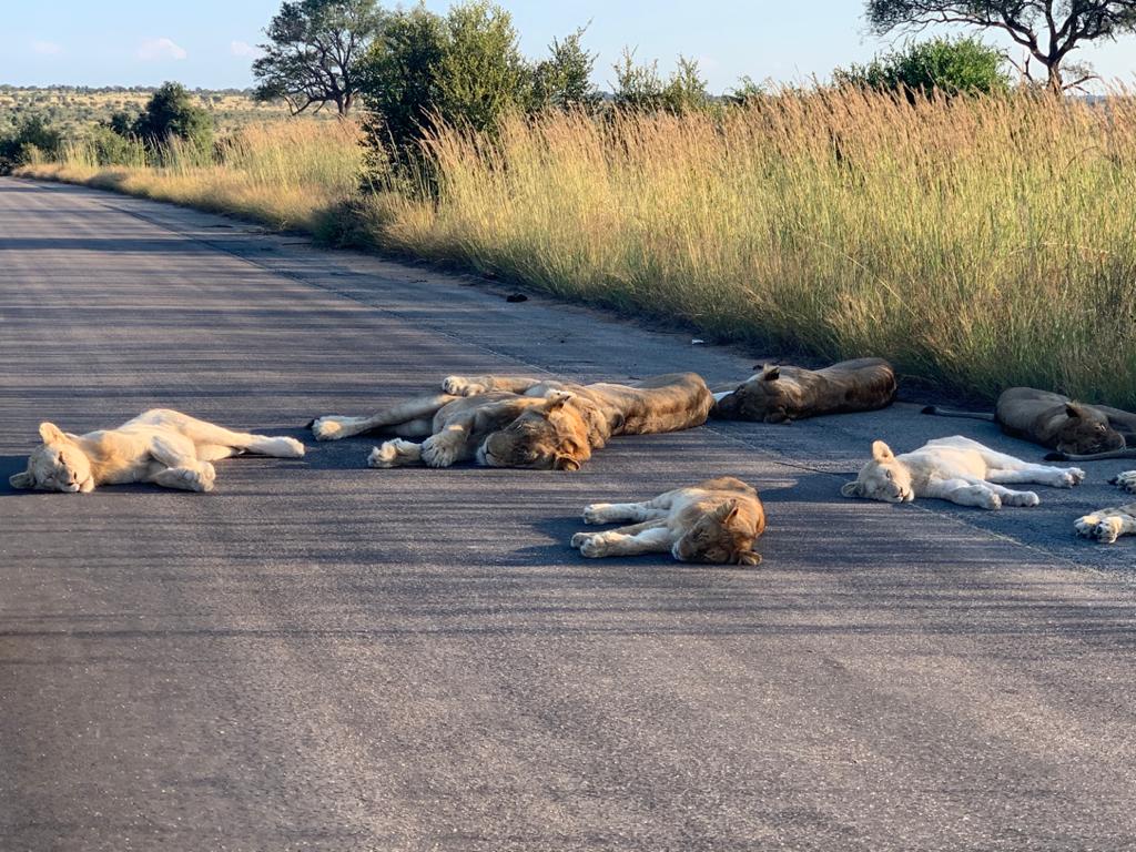 Leões Africa do Sul