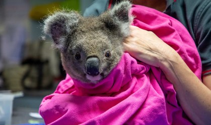 Coalas feridos em incêndios na Austrália voltam à natureza após tratamento