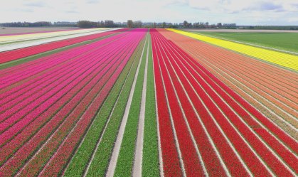 Fazenda de tulipas na Holanda escreve mensagem para turistas no campo de flores