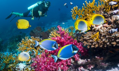 Mergulhe com tubarões e nade com golfinhos com estas experiências virtuais no fundo do mar