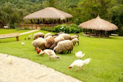 Animais da fazendinha do Toriba Hotel, em Campos do Jordão