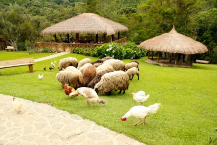 Animais da fazendinha do Toriba Hotel, em Campos do Jordão