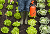 Agrotóxicos: história, o que são e dicas para proteger seus alimentos
