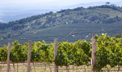 Vinícola brasileira é premiada em competição na França