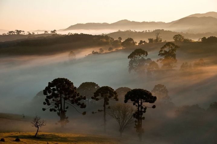 Araucárias no Parque Nacional da Serra da Bocaina / Wikimedia Commons