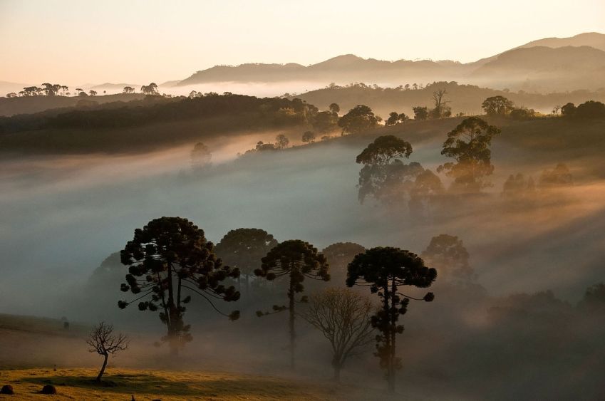 Araucárias no Parque Nacional da Serra da Bocaina / Wikimedia Commons