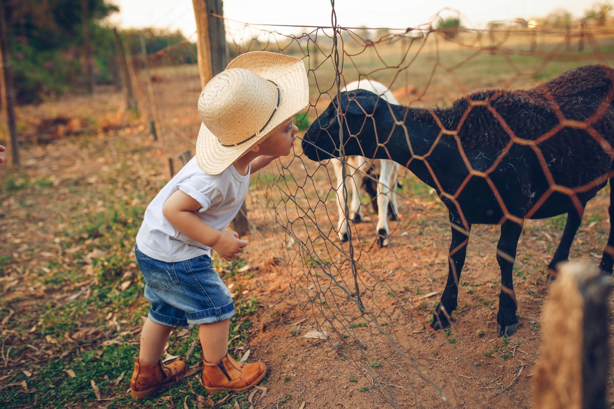 contato com animais na fazenda sassafraz