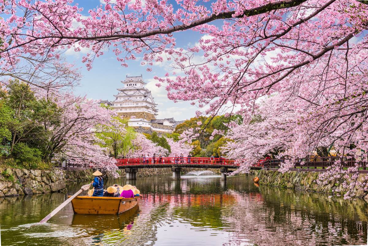 cerejeiras japao