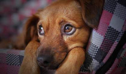 Por que mais turistas estão viajando com seus pets em jato particular