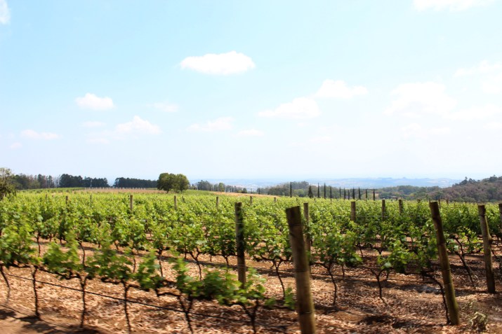 Vinhedo da Vinícola Guaspari, em Espírito Santo do Pinhal • Rafael Botelho