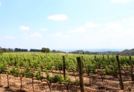 Rotas de vinho abrangem 66 vinícolas com experiências em São Paulo