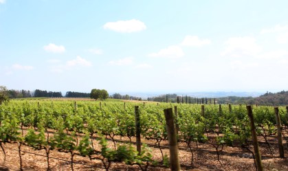 Rotas de vinho abrangem 66 vinícolas com experiências em São Paulo