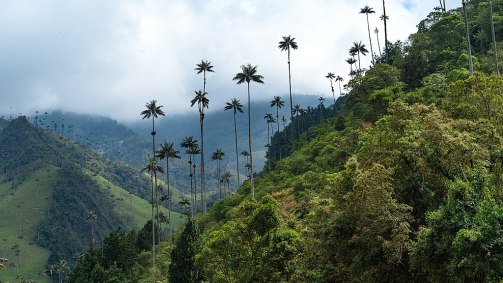 cocora valley colombia