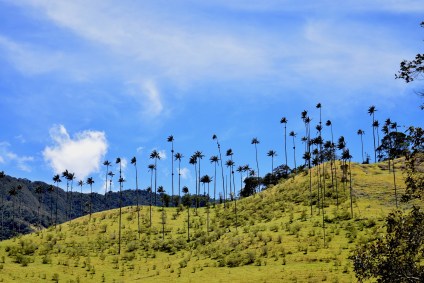 cocora valley