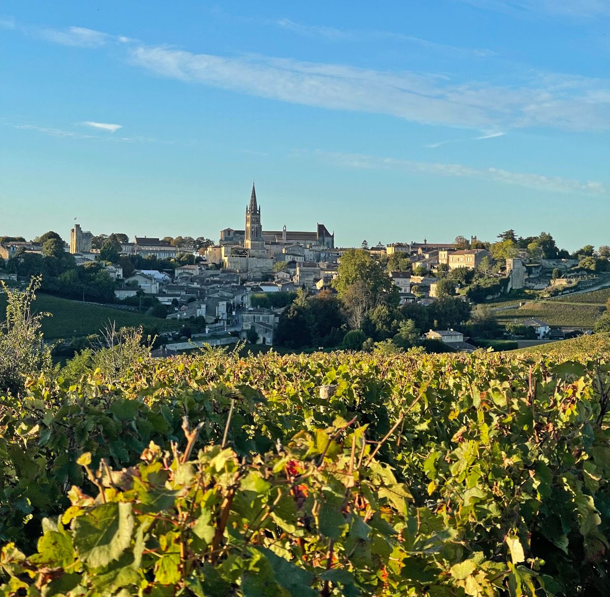 Saint-Émilion a partir dos vinhedos do Château Pavie • Daniela Filomeno