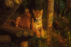 Onças do Zoológico de São Paulo