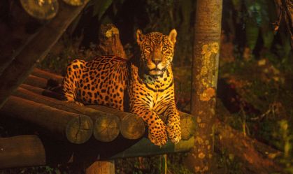 Zoológico de São Paulo lança passeio noturno durante as férias de julho