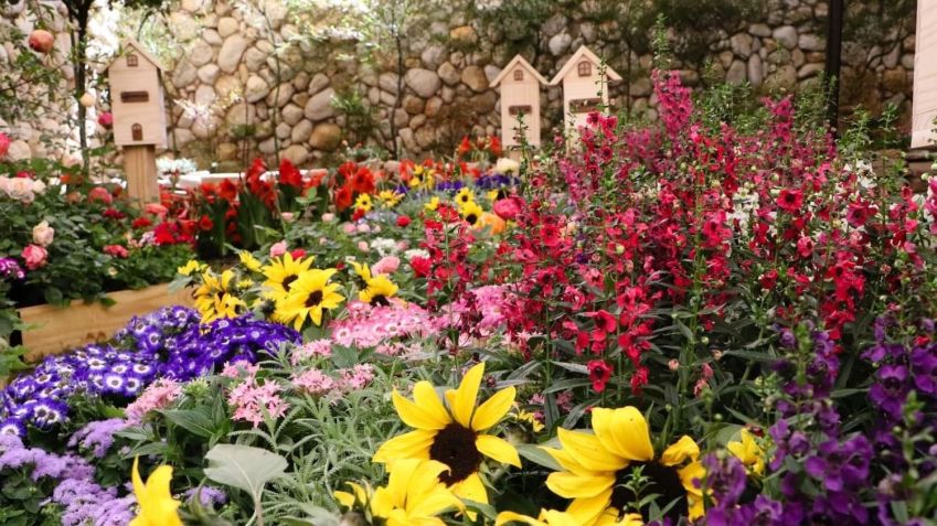 Holambra é a maior cidade comercializadora de flores do país • Expoflora