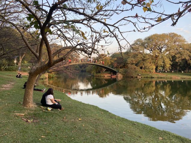 Parque do Ibirapuera tem mais de 500 espécies de plantas em sua área de 1,5km2 / Divulgação