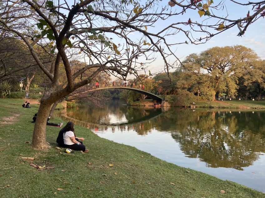 Parque do Ibirapuera tem mais de 500 espécies de plantas em sua área de 1,5km2 / Divulgação