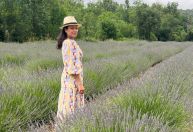 Provence: uma viagem pelo coração do sul da França