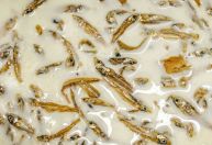 Sorveteria na África tem sabores com peixe seco, pimenta e até insetos