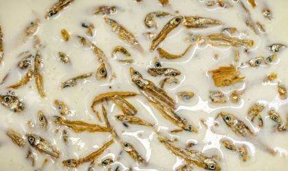 Sorveteria na África tem sabores com peixe seco, pimenta e até insetos