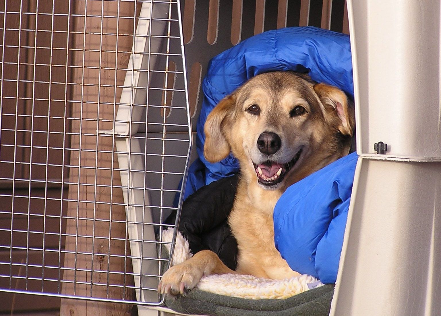 transporte aéreo de animais
