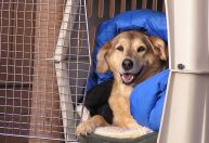 Como funciona o transporte aéreo de animais? Especialista responde