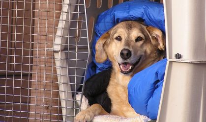 Como funciona o transporte aéreo de animais? Especialista responde