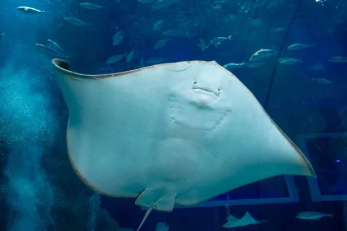 O Acqua Rio reúne 2.000 animais aquáticos de 350 espécies do Brasil e do mundo / Reprodução site