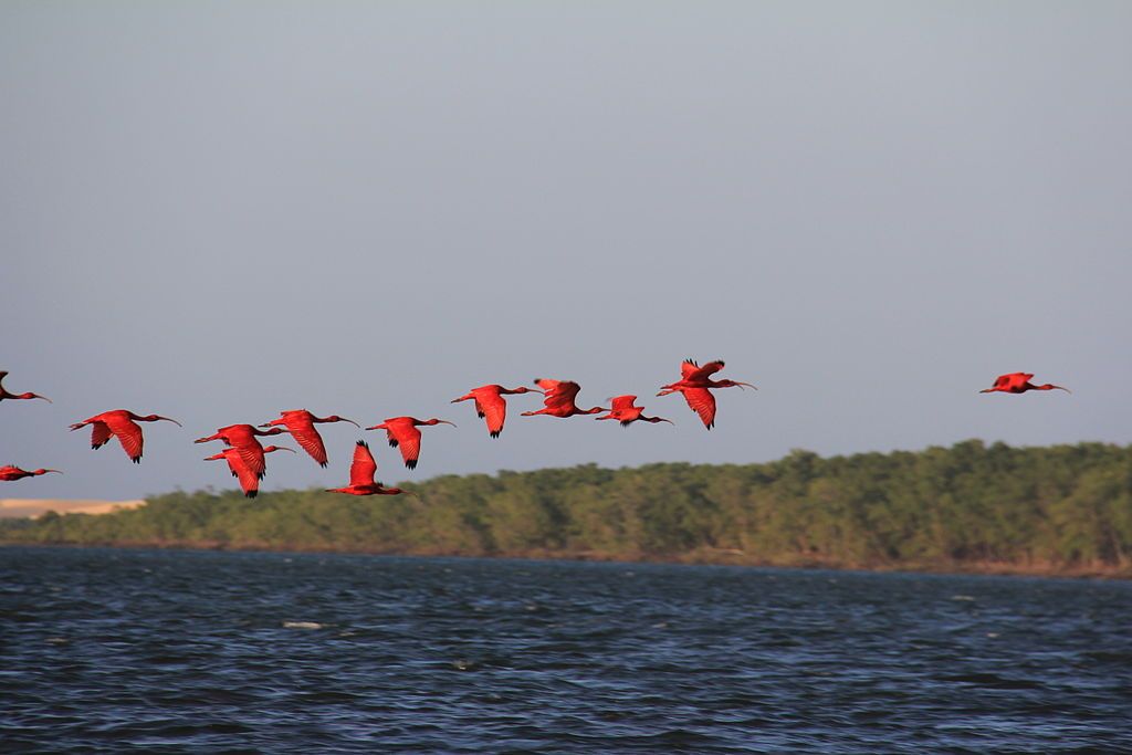 Revoada dos Guarás é um dos espetáculos da natureza no Delta do Parnaíba • Gerson Pinto de Lima Junior/Wikimedia Commons/CC BY-SA 3.0