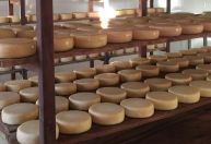 Dois queijos brasileiros estão entre os 50 melhores do mundo em plataforma internacional