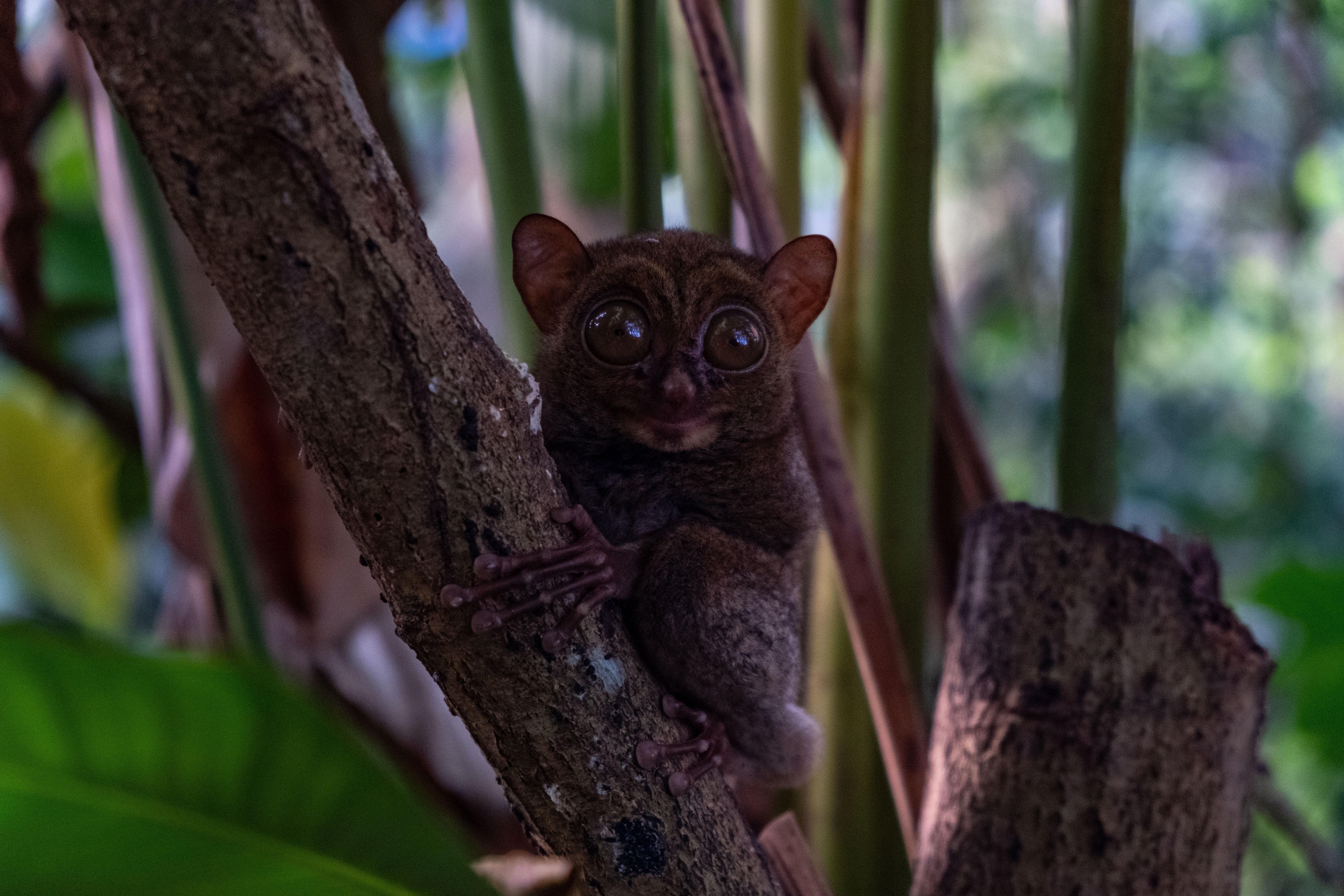 A Tiny Tarsius Bancanus Or Horsfields Tarsier