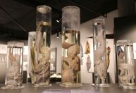 Museu do Pênis é atração com cerca de 600 falos verdadeiros na Islândia