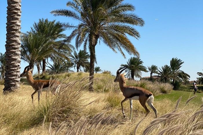 Gazelas podem ser avistadas ao longo do campo de golfe / Departamento de Cultura e Turismo Abu Dhabi