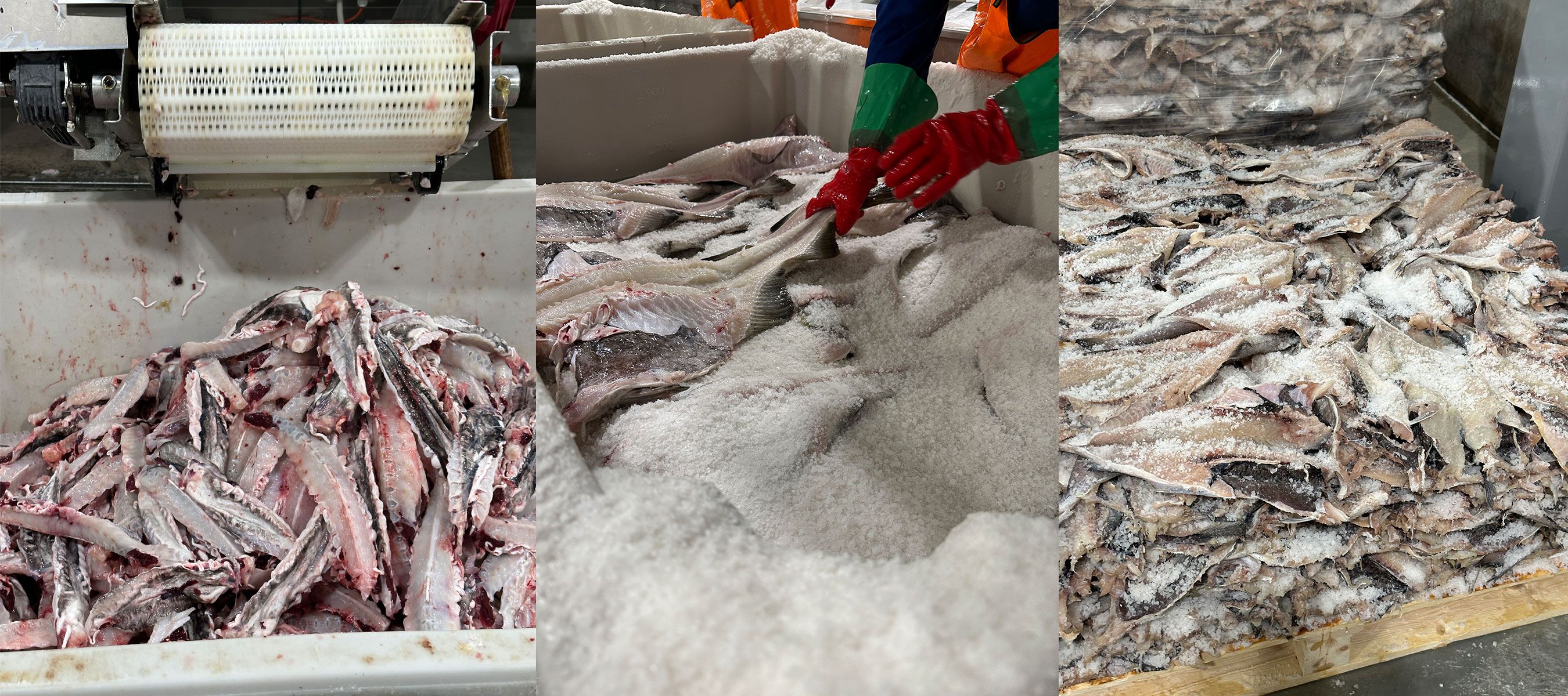 As fábricas de beneficiamento do bacalhau são semiartesanais. Na primeira imagem, a espinha do peixe que é exportada para a China; na segunda, o peixe que ganha camadas de sal grosso para drenar sua água; na último o bacalhau já salgado e seco, pronto para ser embalado e exportado para países como Portugal e Brasil  / Tina Bini