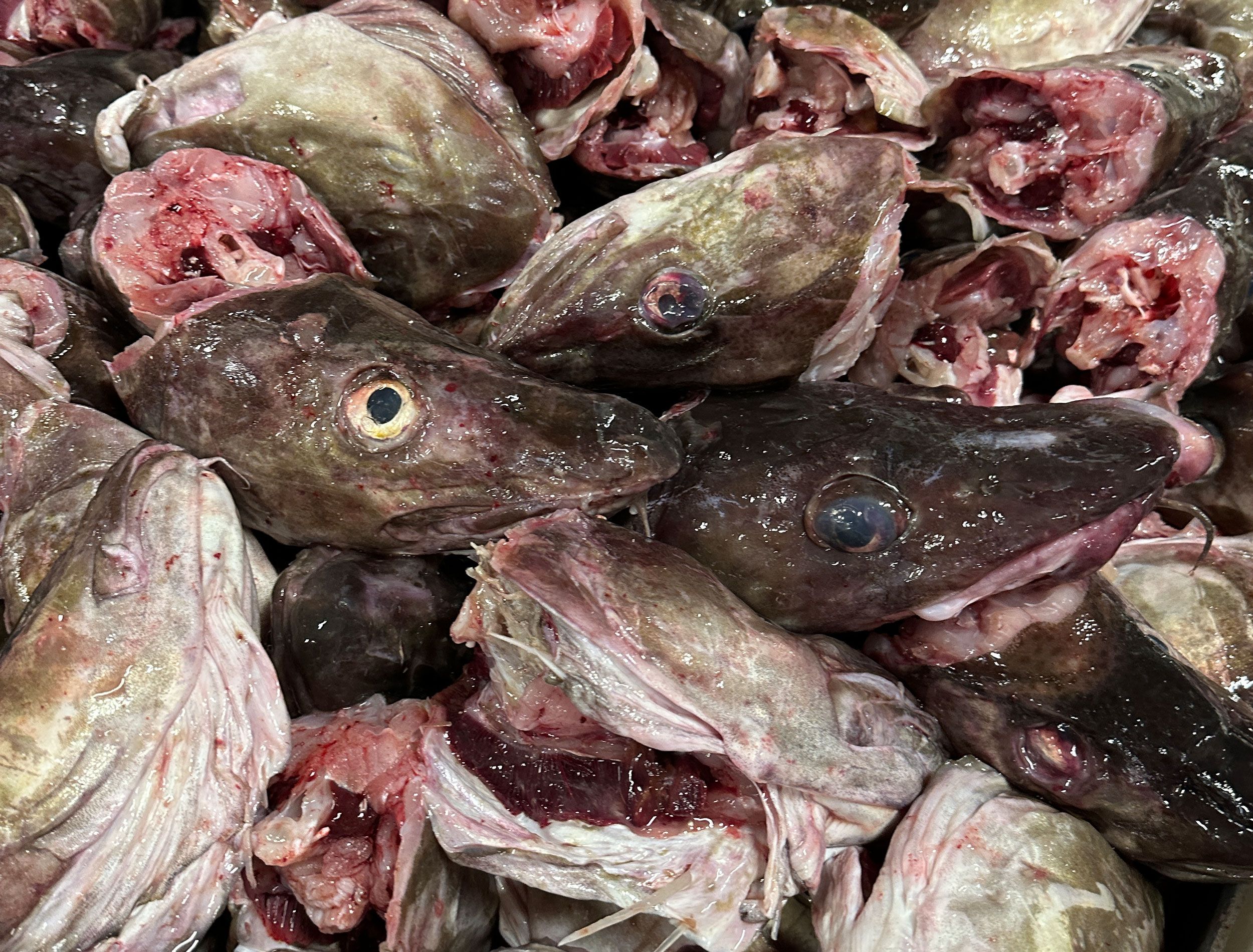 A cabeça do bacalhau é exportada para Nigéria, na África / Tina Bini