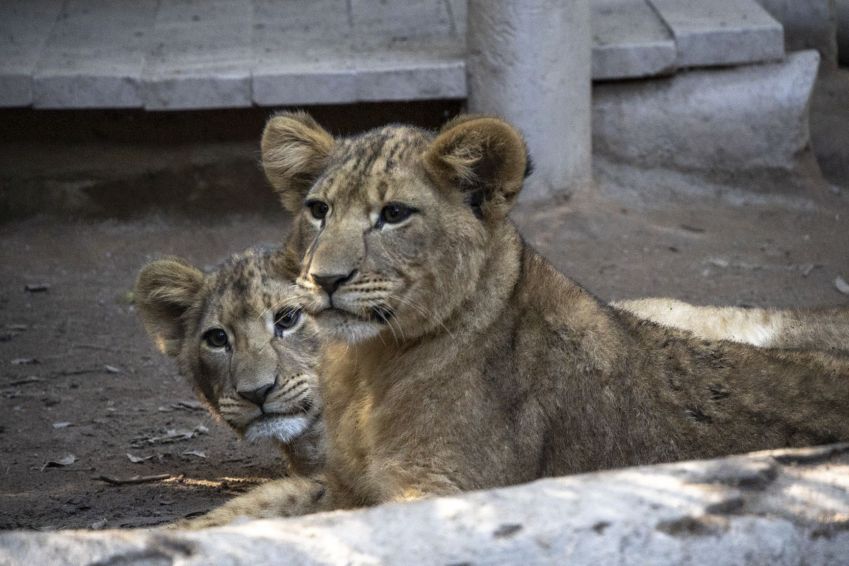 Leoas são moradoras do Zoo de SP / Paulo Gil