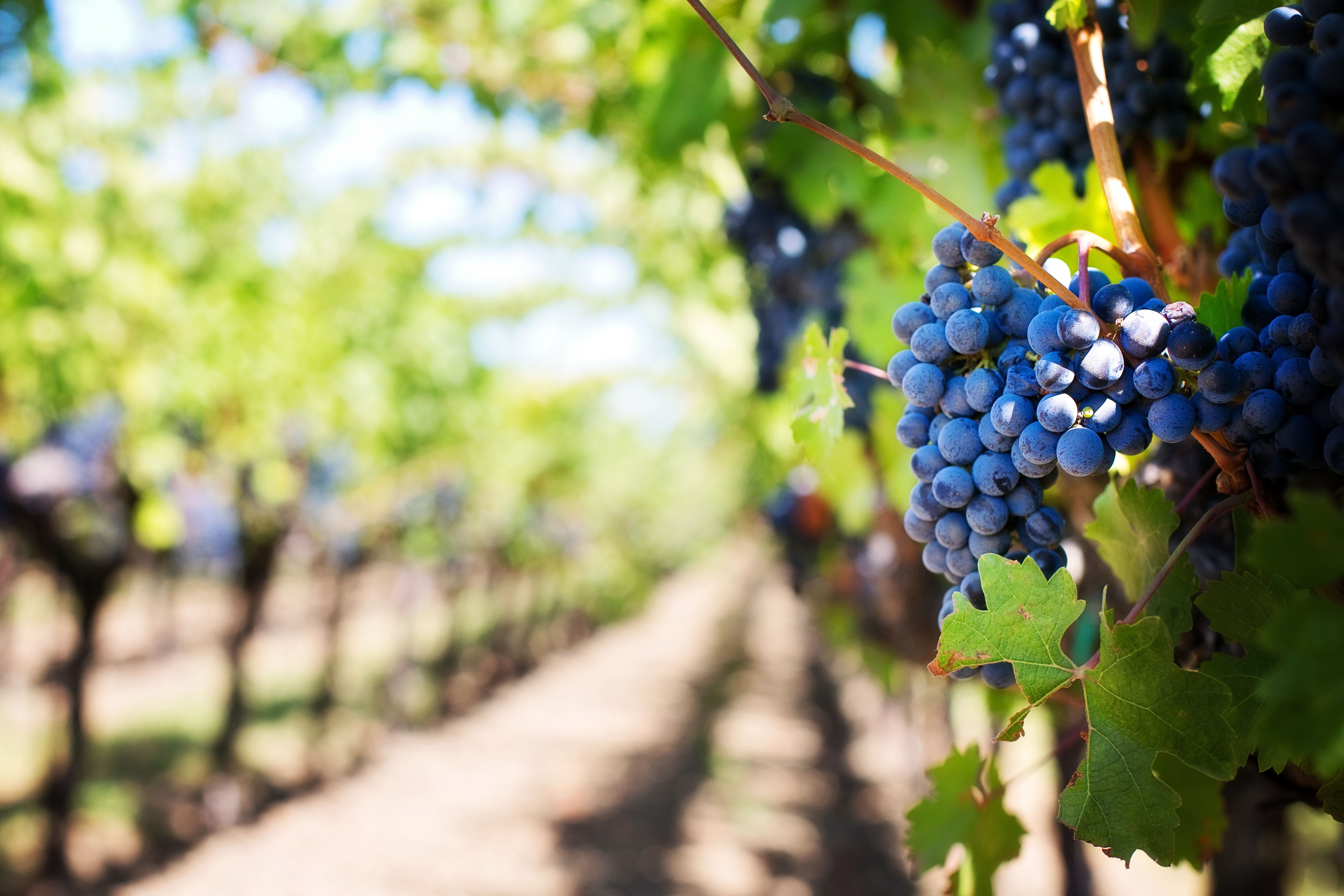 Vinho é feito 100% de uva? Descubra a resposta com os mitos e verdades sobre o mundo dos vinhos / Pexels