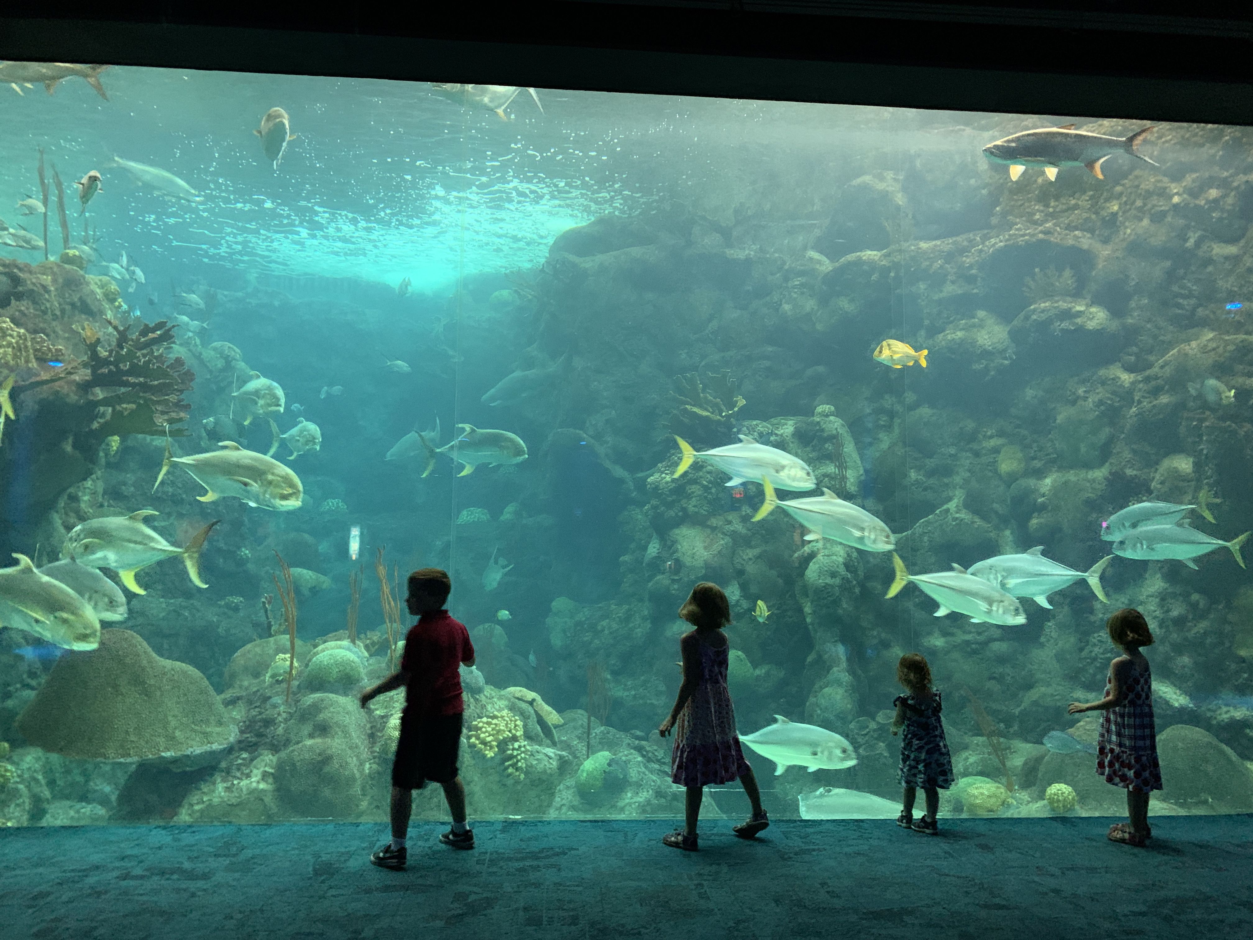 The Florida Aquarium tem diferentes habitats e é local ideal para visita ao lado das crianças / Saulo Tafarelo