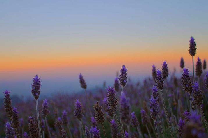 Lugares para visitar em Campos do Jordão / Imagem: Shutterstock/kaim.ana