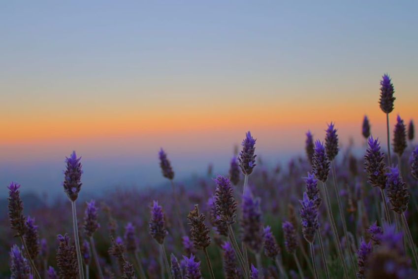 Lugares para visitar em Campos do Jordão / Imagem: Shutterstock/kaim.ana