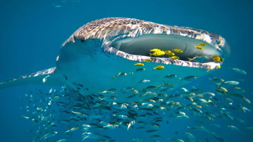 O Ningaloo Reef oferece oportunidades para se aproximar dos tubarões-baleia / Luxury Lodges of Australia